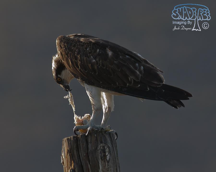 Osprey - Pandion haliaetus