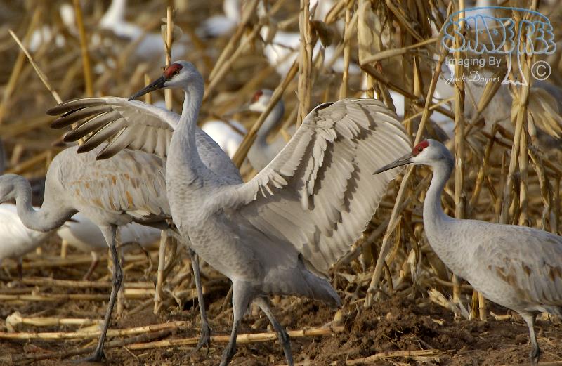 Sandhill Crane - Antigone canadensis