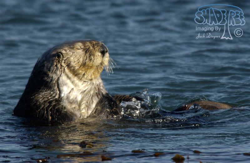 Sea Otter - Enhydra lutris