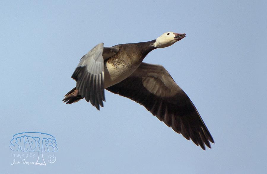 Snow Goose - Anser caerulescens