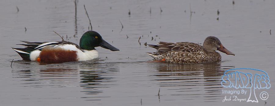 Northern Shoveler - Spatula clypeata