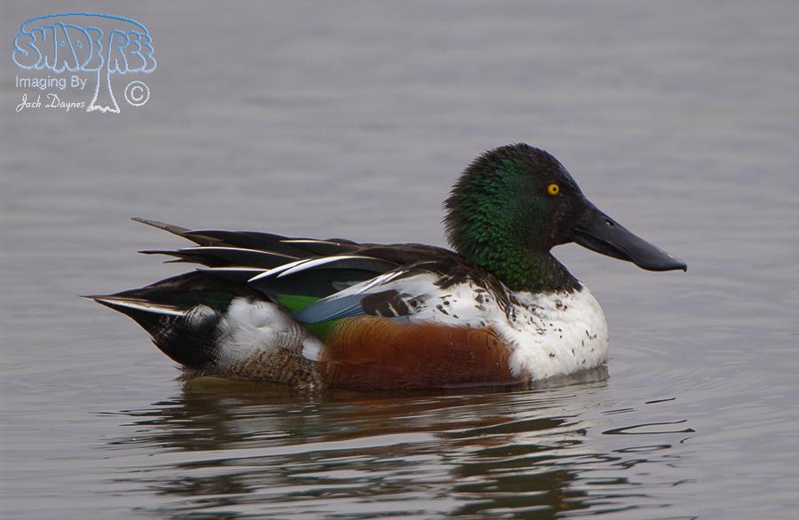 Northern Shoveler - Spatula clypeata