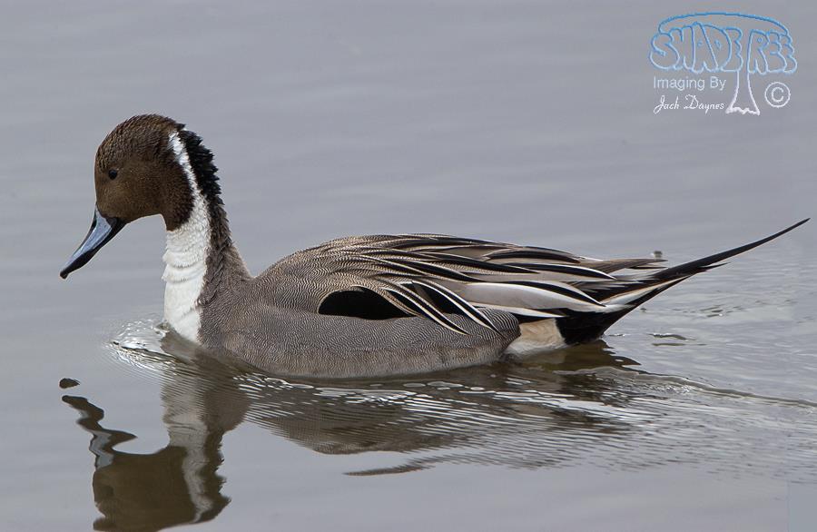 Northern Pintail - Anas acuta