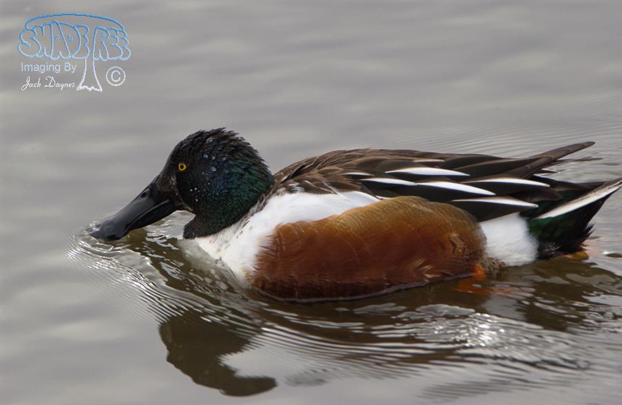 Northern Shoveler - Spatula clypeata