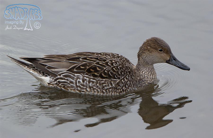 Northern Pintail - Anas acuta