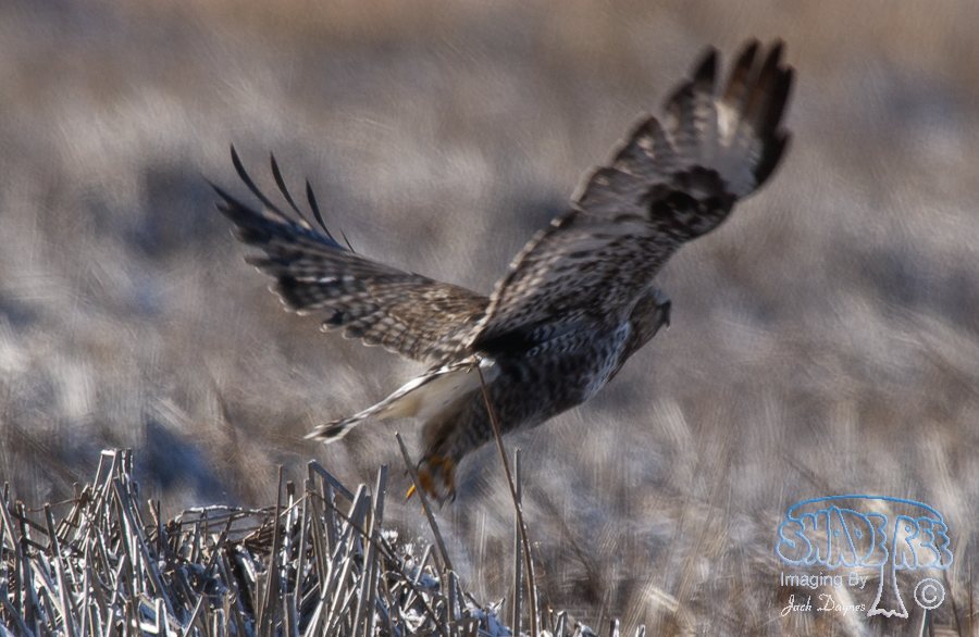 Rough-Legged Hawk - Buteo lagopus