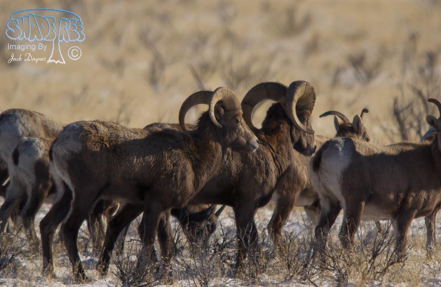 Bighorn Sheep - Ovis canadensis