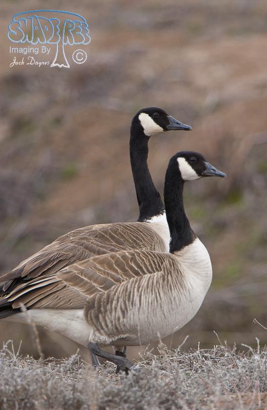 Canada Goose - Branta canadensis