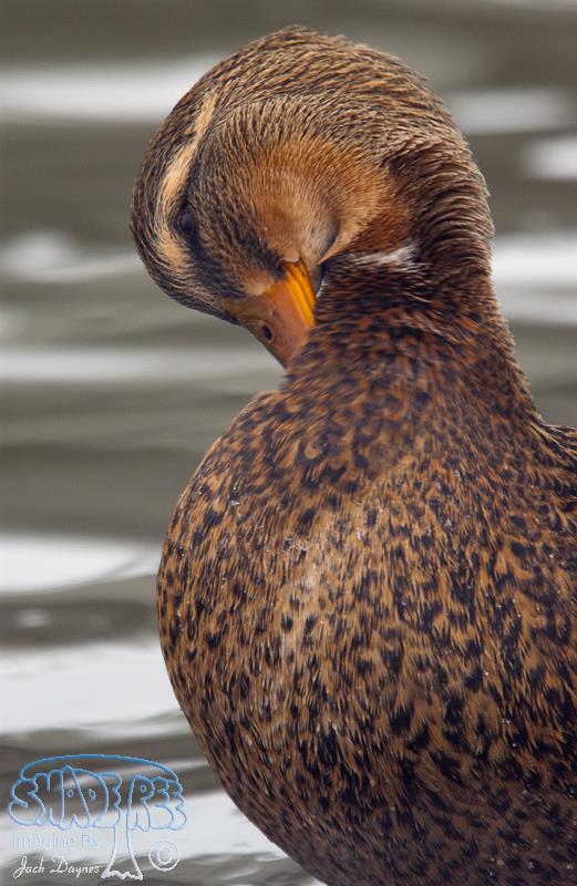 Mallard - Anas platyrhynchos