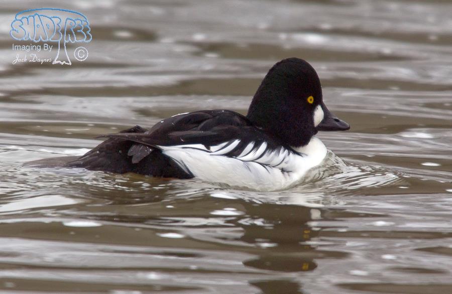 Common Goldeneye - Bucephala clangula