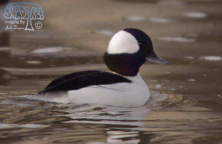 Bufflehead - Bucephala albeola