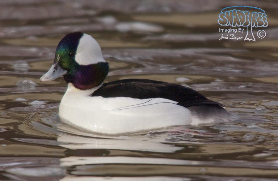 Bufflehead - Bucephala albeola