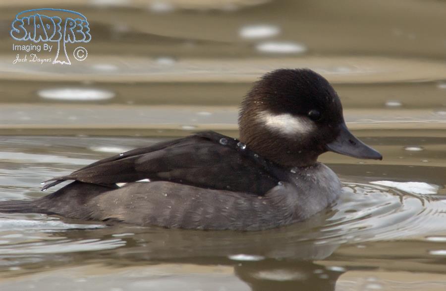 Bufflehead - Bucephala albeola