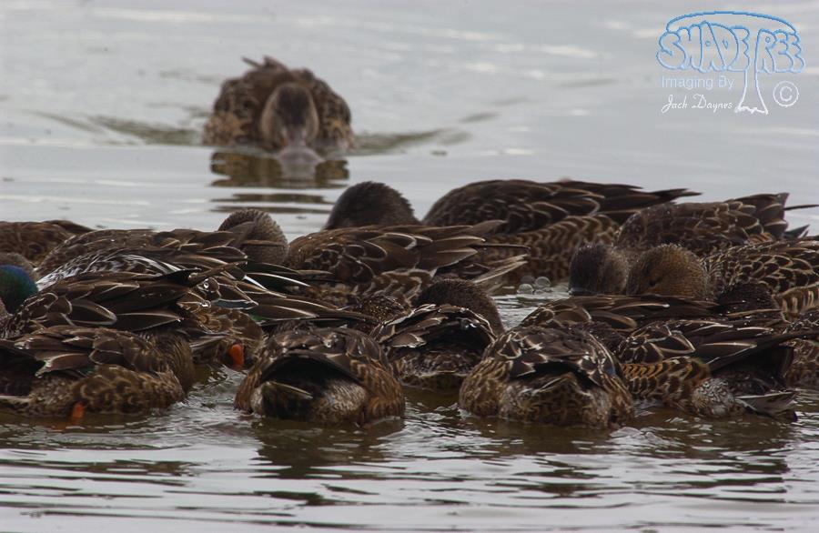 Northern Shoveler - Spatula clypeata
