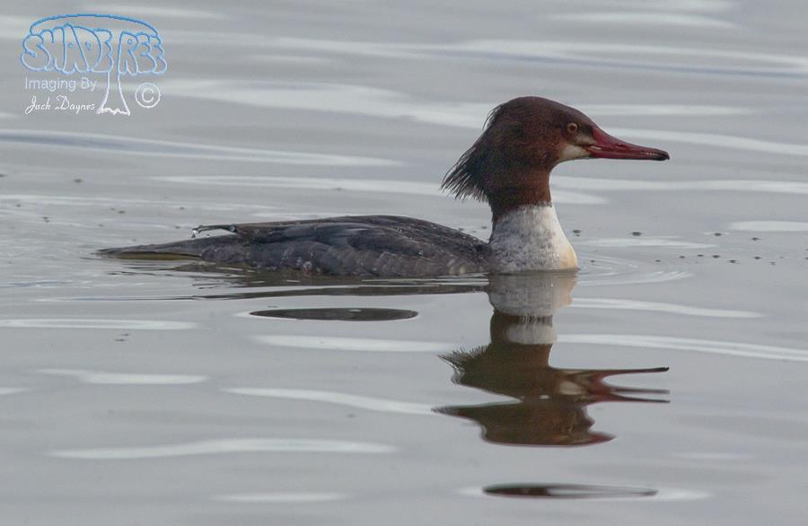 Common Merganser - Mergus merganser
