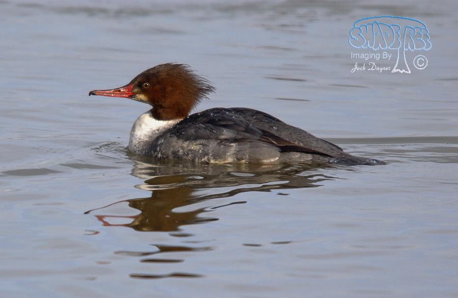 Common Merganser - Mergus merganser