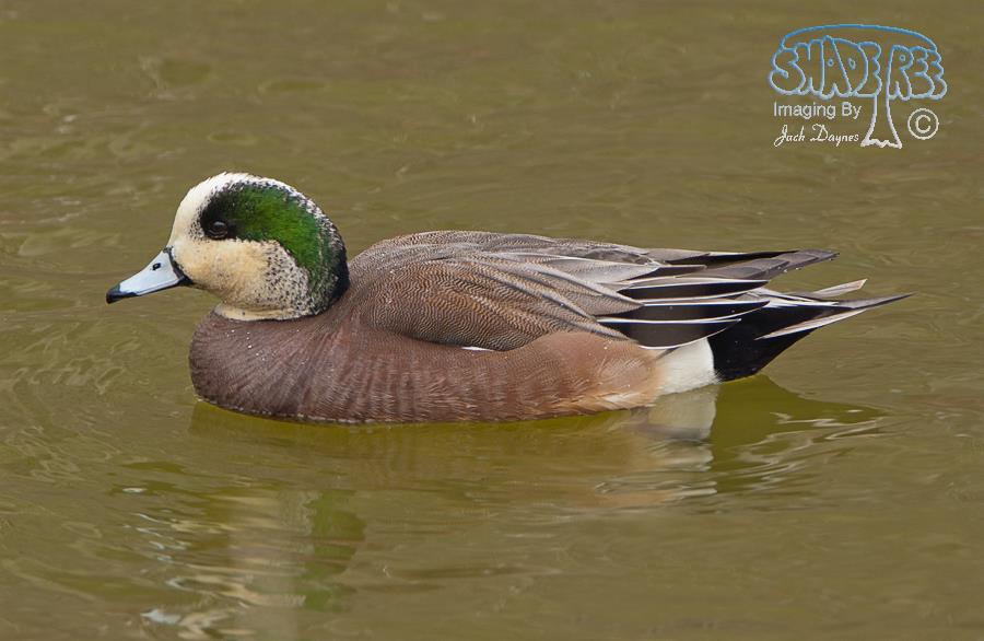 American Wigeon - Mareca americana