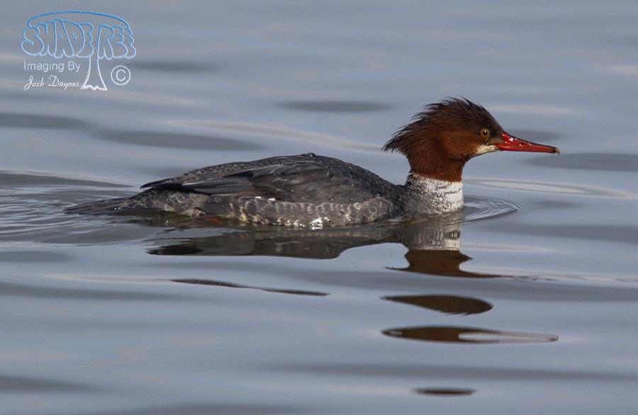 Common Merganser - Mergus merganser