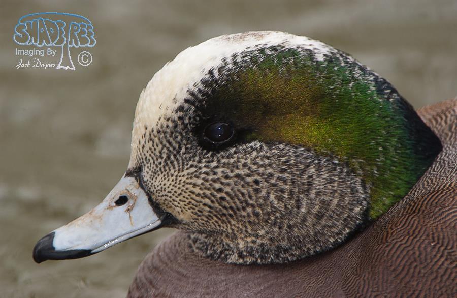 American Wigeon - Mareca americana