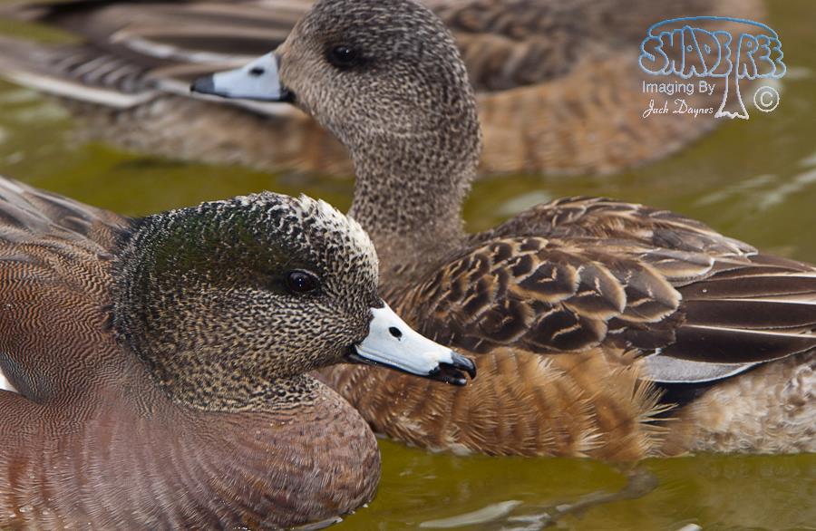 American Wigeon - Mareca americana