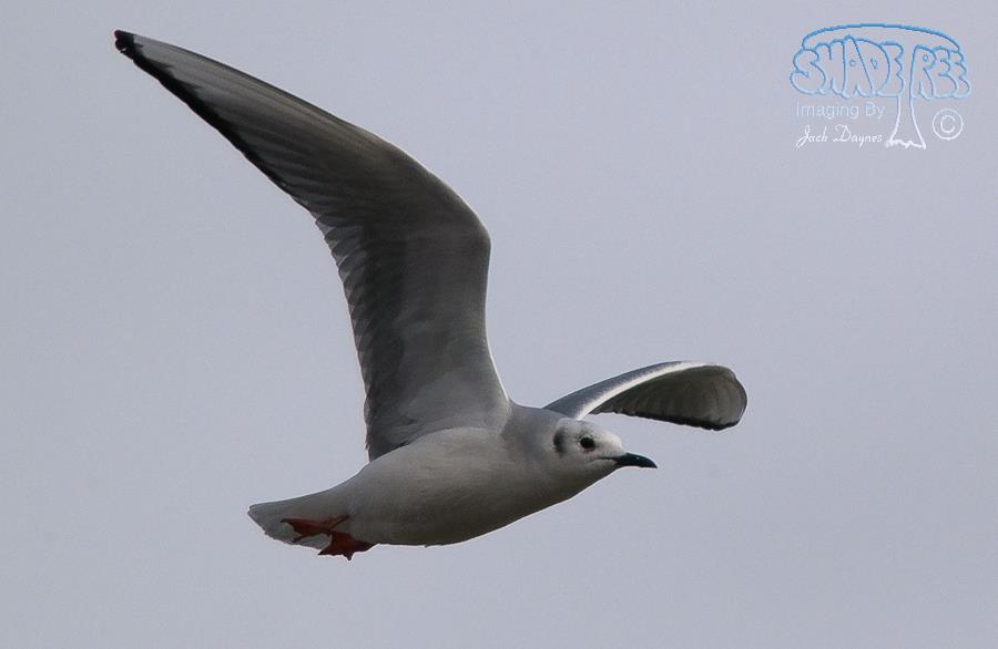 Bonaparte's Gull - Chroicocephalus philadelphia