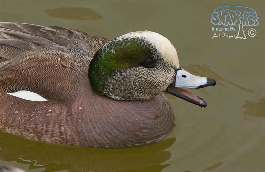 American Wigeon - Mareca americana