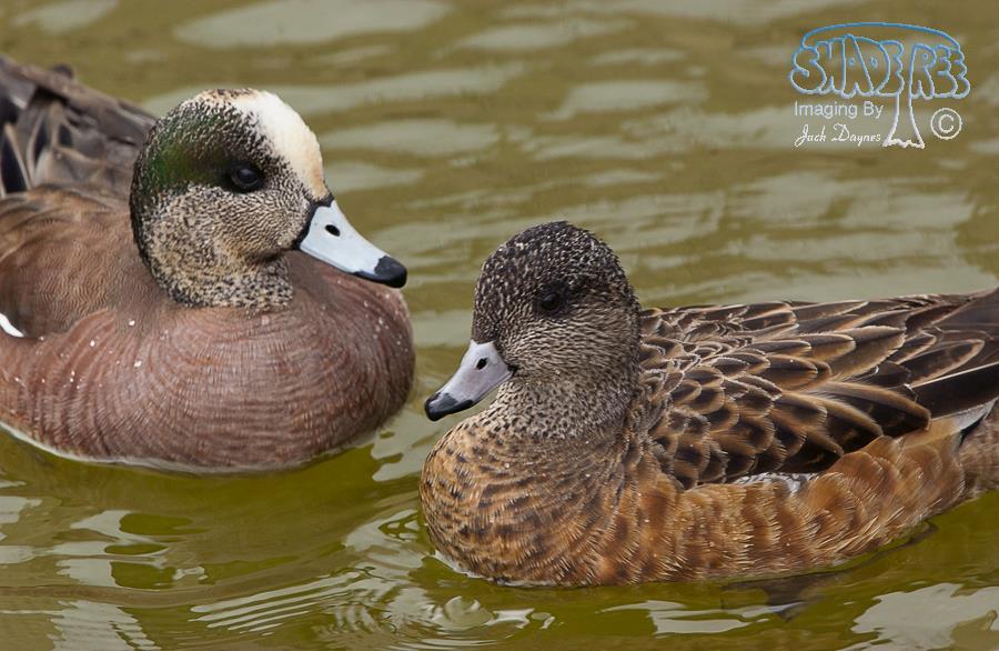 American Wigeon - Mareca americana