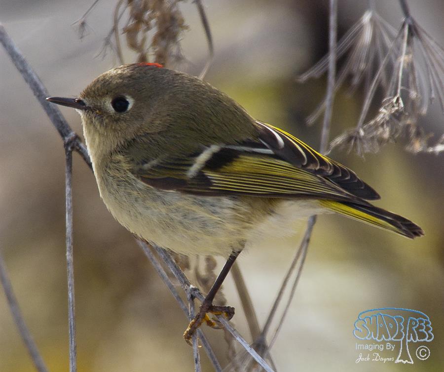 Ruby-Crowned Kinglet - Regulus calendula
