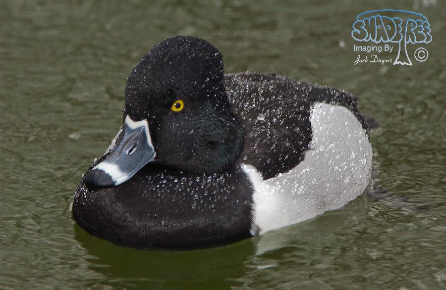 Ring-Necked Duck - Aythya collaris