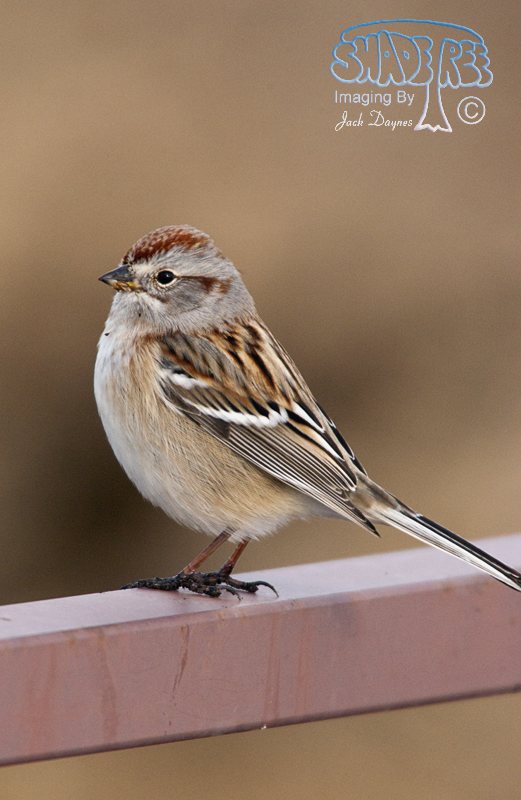 American Tree Sparrow - Spizelloides arborea