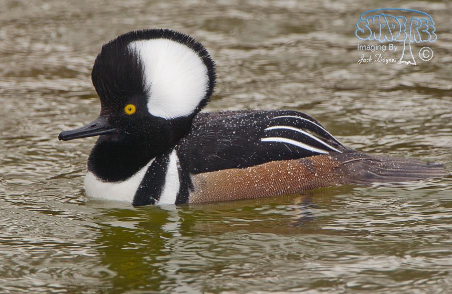 Hooded Merganser - Lophodytes cucullatus