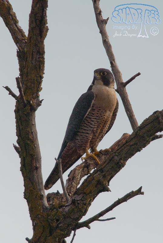 Peregrine Falcon - Falco peregrinus