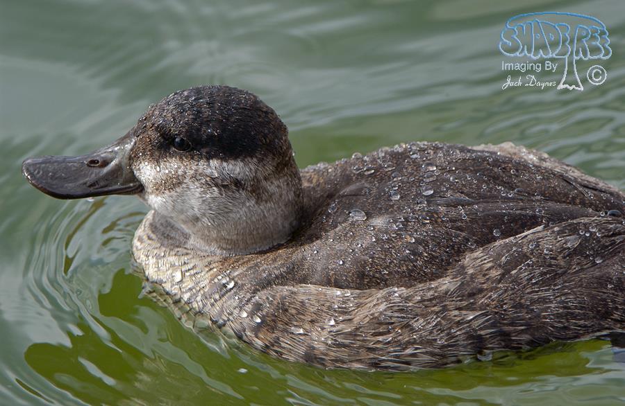 Ruddy Duck - Oxyura jamaicensis