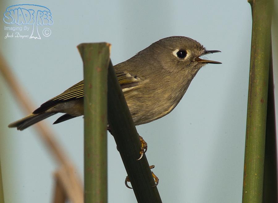 Ruby-Crowned Kinglet - Regulus calendula