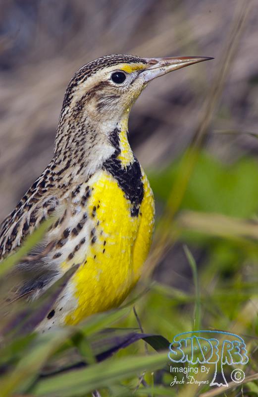 Western Meadowlark - Sturnella neglecta