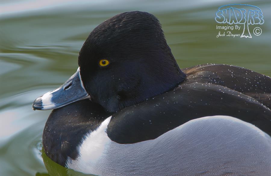Ring-Necked Duck - Aythya collaris
