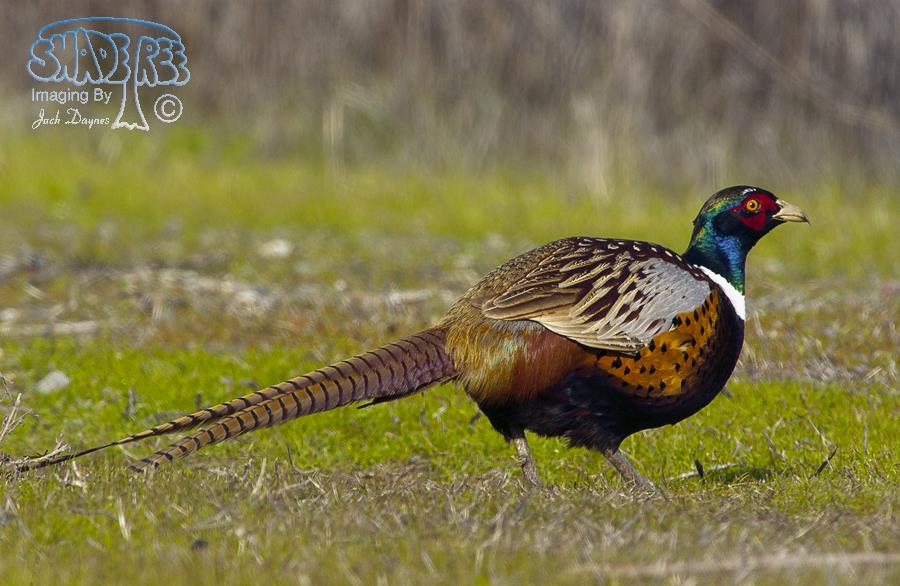 Phasianus colchicus - Phasianus colchicus