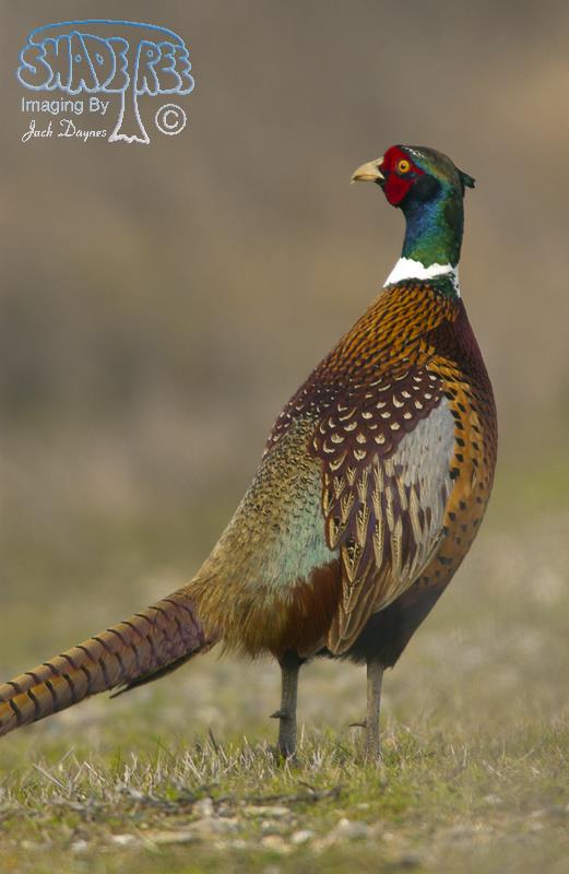 Phasianus colchicus - Phasianus colchicus