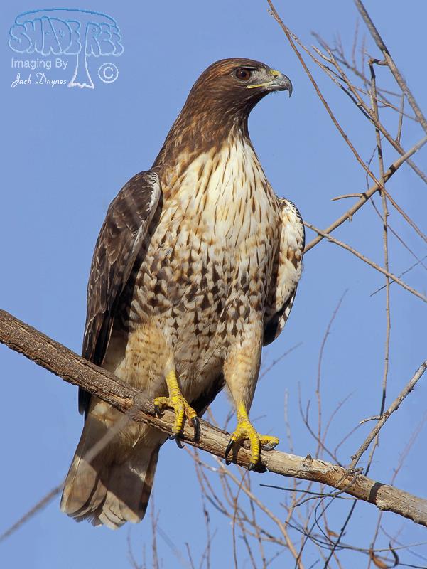 Red-Tailed Hawk - Buteo jamaicensis