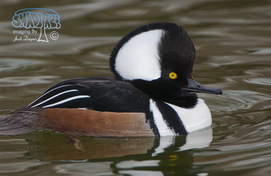 Hooded Merganser - Lophodytes cucullatus