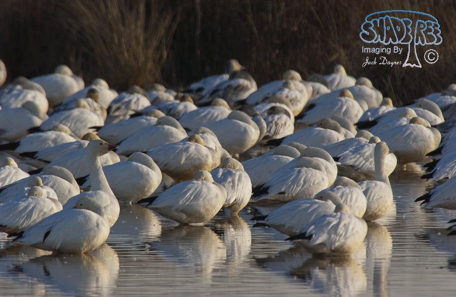 Snow Goose - Anser caerulescens