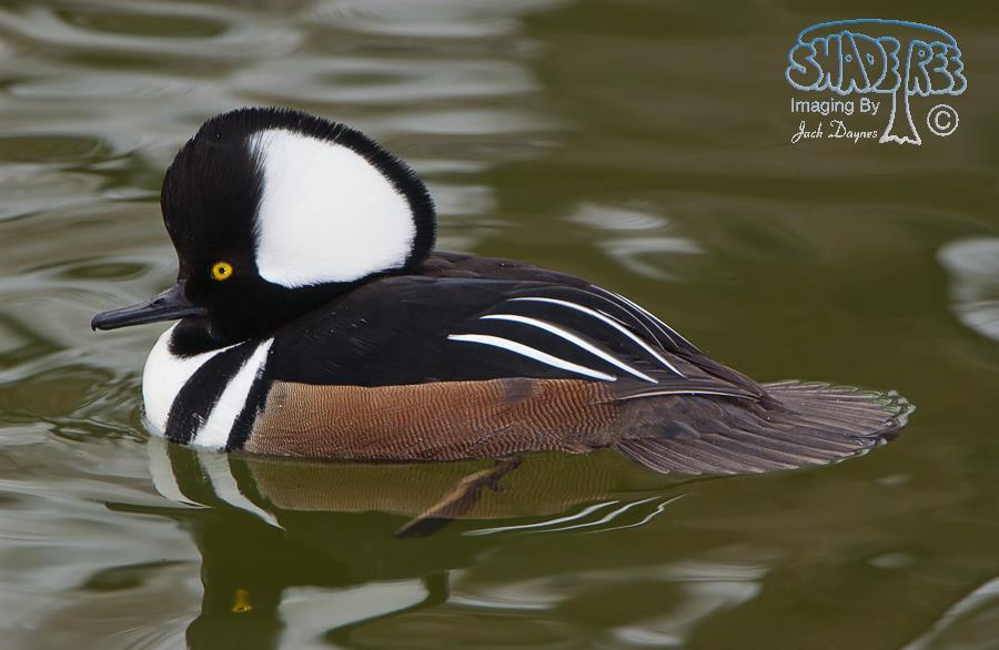 Hooded Merganser - Lophodytes cucullatus