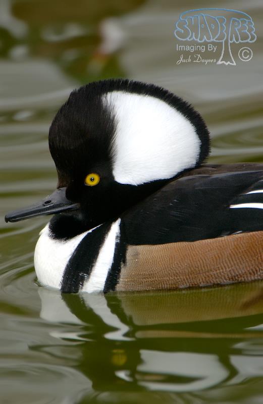 Hooded Merganser - Lophodytes cucullatus
