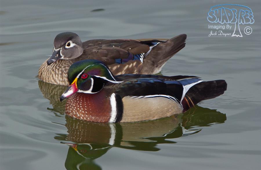 Wood Duck - Aix sponsa