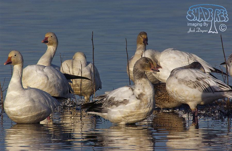 Snow Goose - Anser caerulescens