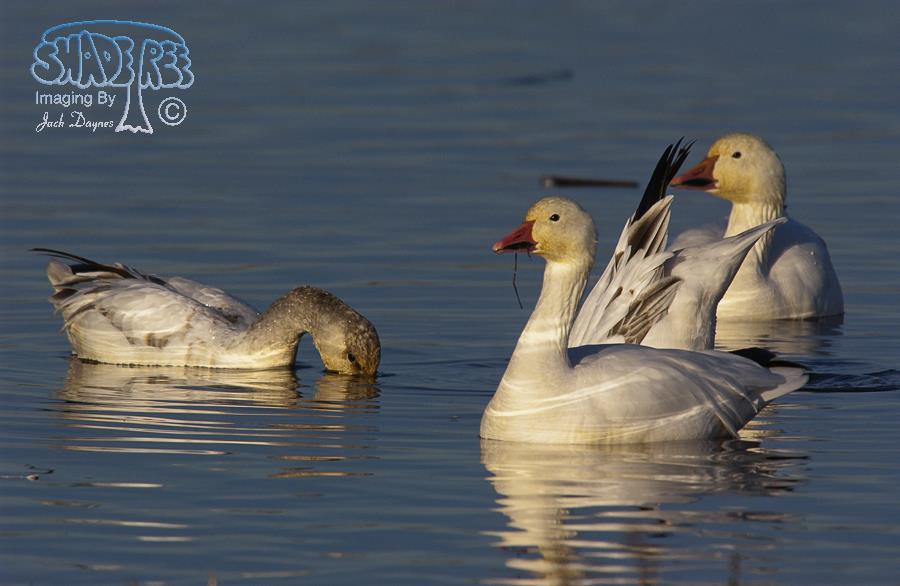 Snow Goose - Anser caerulescens