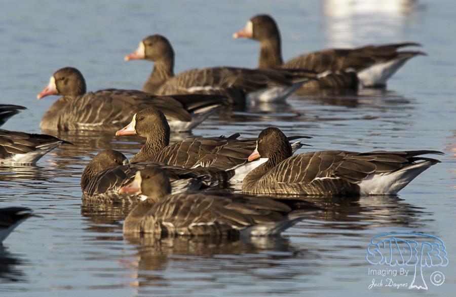 Greater White-Fronted Goose - Anser albifrons