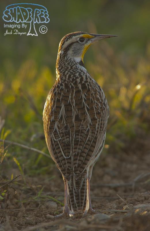 Western Meadowlark - Sturnella neglecta