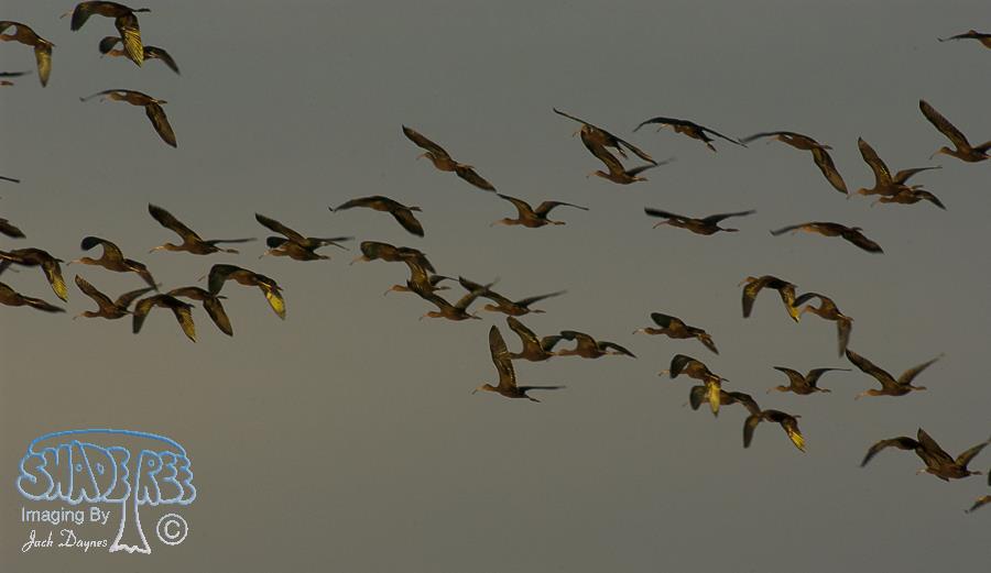 White-Faced Ibis - Plegadis chihi