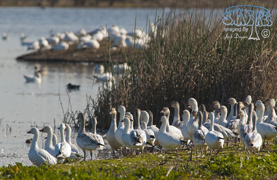 Snow Goose - Anser caerulescens